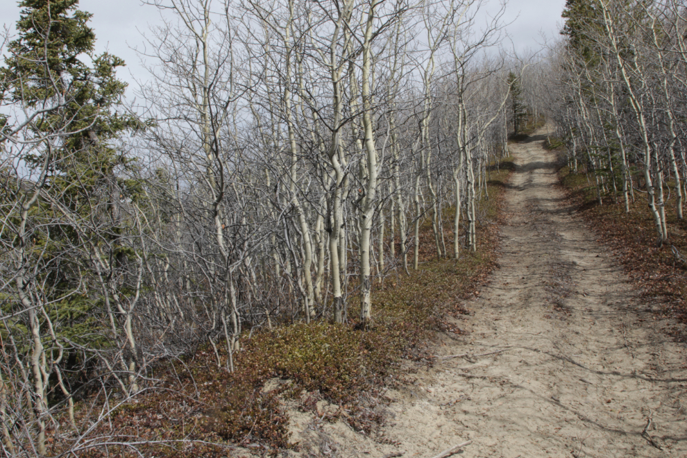 Stony Creek Trail, Yukon.