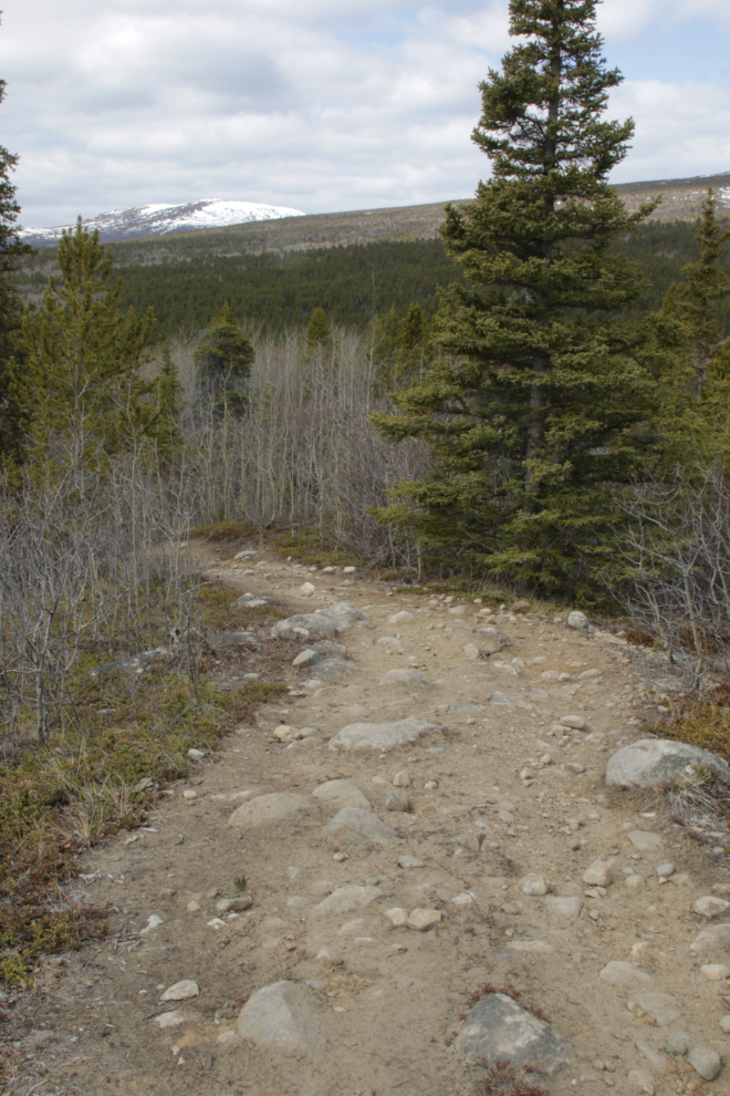 Rocky section of the Stony Creek Trail, Yukon.