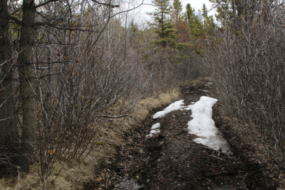 Muddy section of the Stony Creek Trail, Yukon.