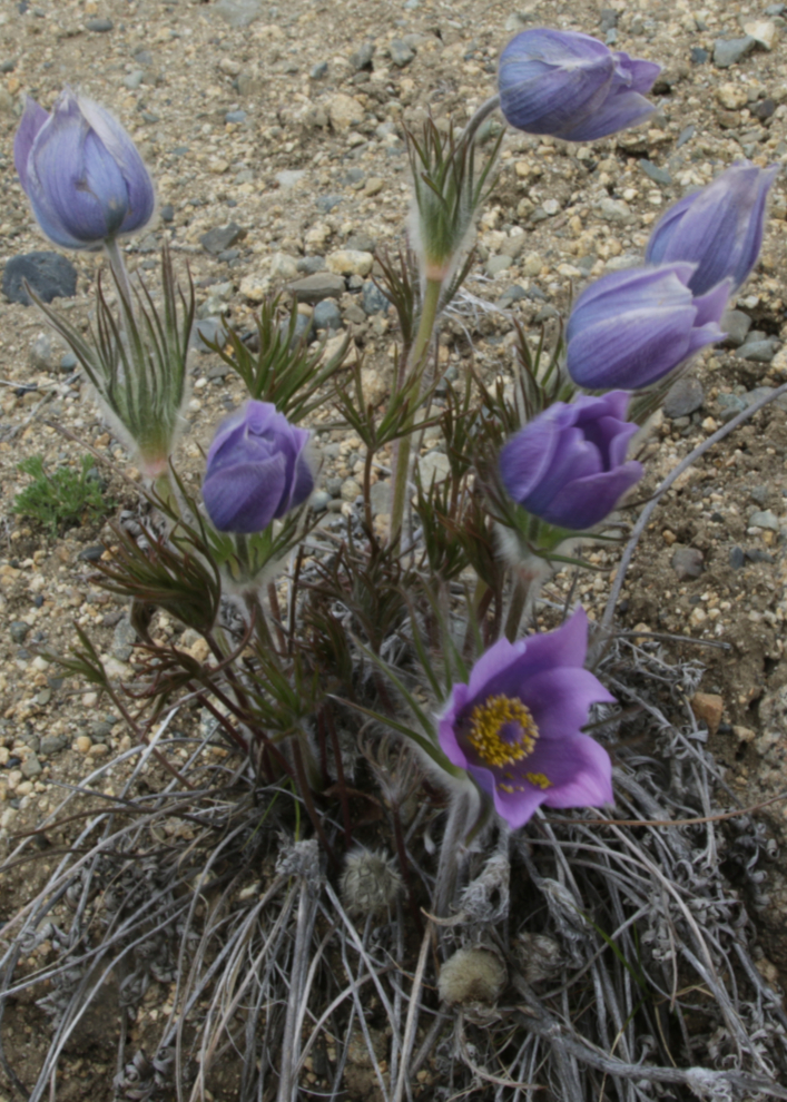 Prairie crocus on the Stony Creek Trail, Yukon.