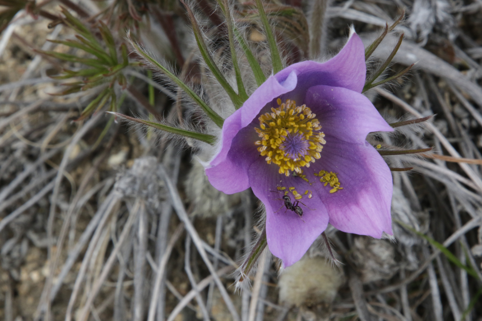 Prairie crocus on the Stony Creek Trail, Yukon.