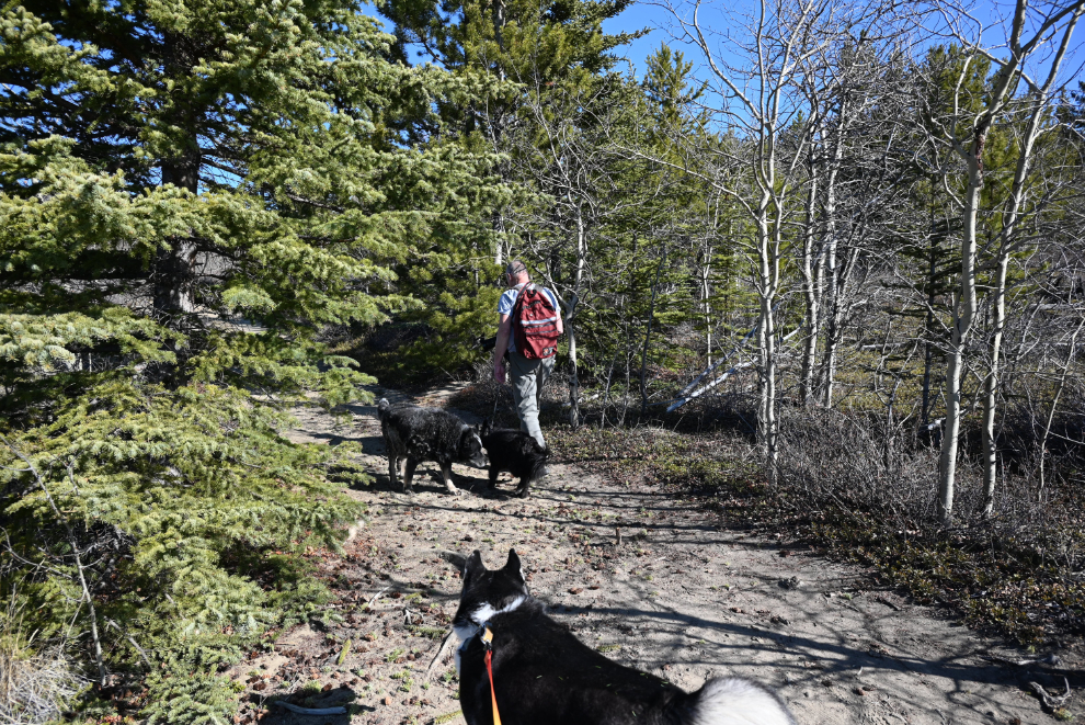 Hiking the Stony Creek Trail, Yukon.