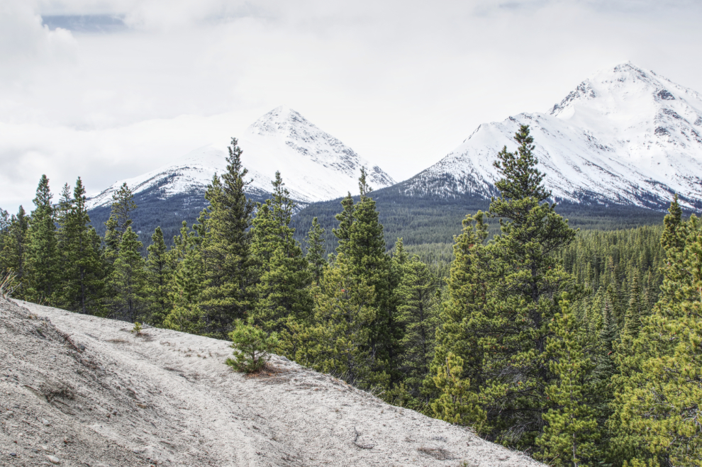 An old mining trail above Tutshi Lake, BC