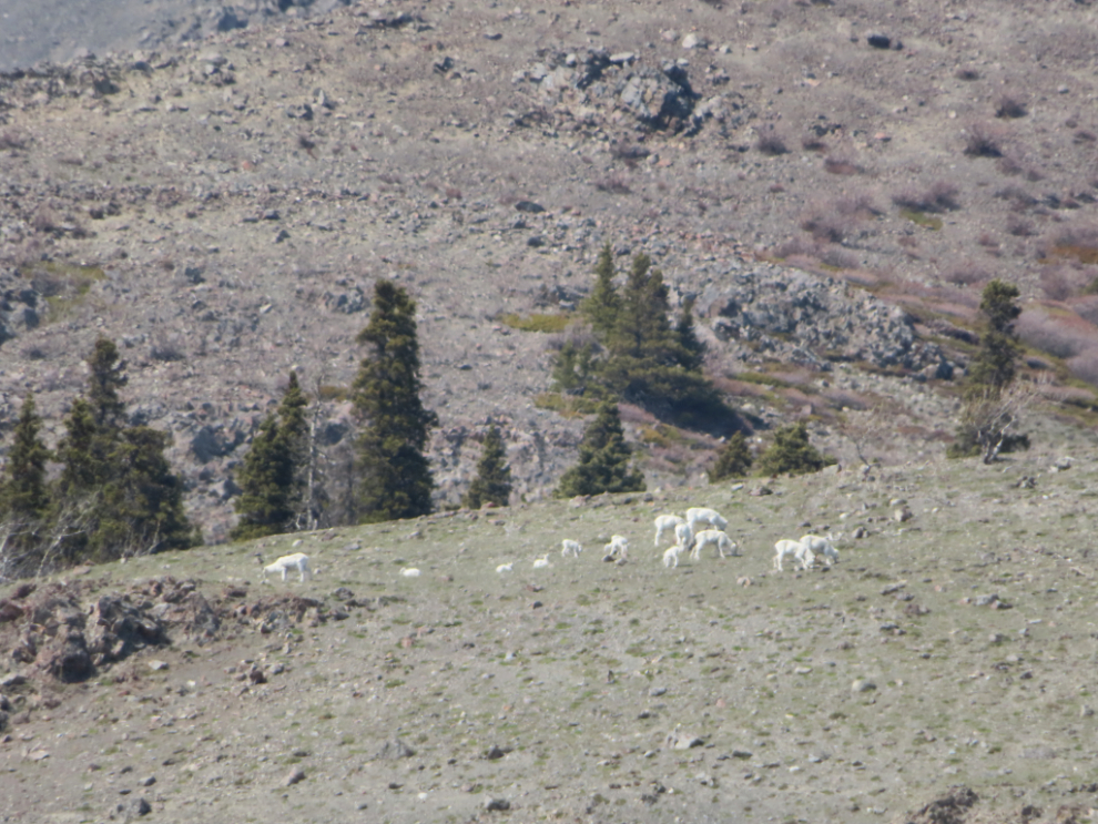A small band of thinhorn sheep (formerly known as Dall sheep) at Sheep Mountain, Yukon.