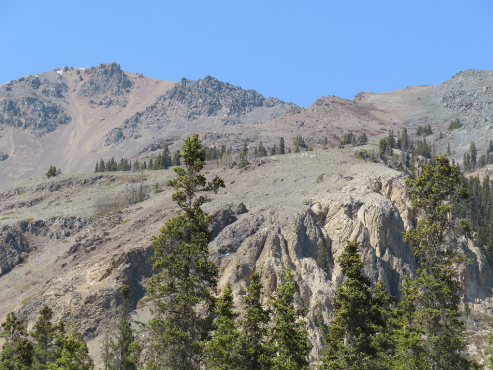 A small band of thinhorn sheep (formerly known as Dall sheep) at Sheep Mountain, Yukon.