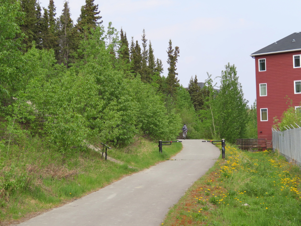 A revegetation experiment along the East Airport Access Road Trail in Whitehorse, Yukon.