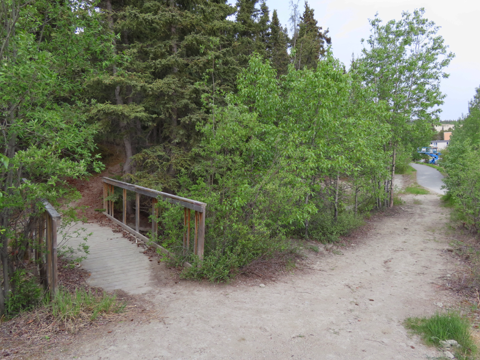 A side trail off the East Airport Access Road Trail in Whitehorse, Yukon.