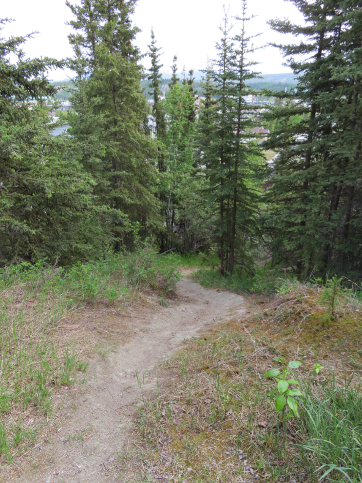 An informal trail off along the East Airport Access Road Trail in Whitehorse, Yukon.