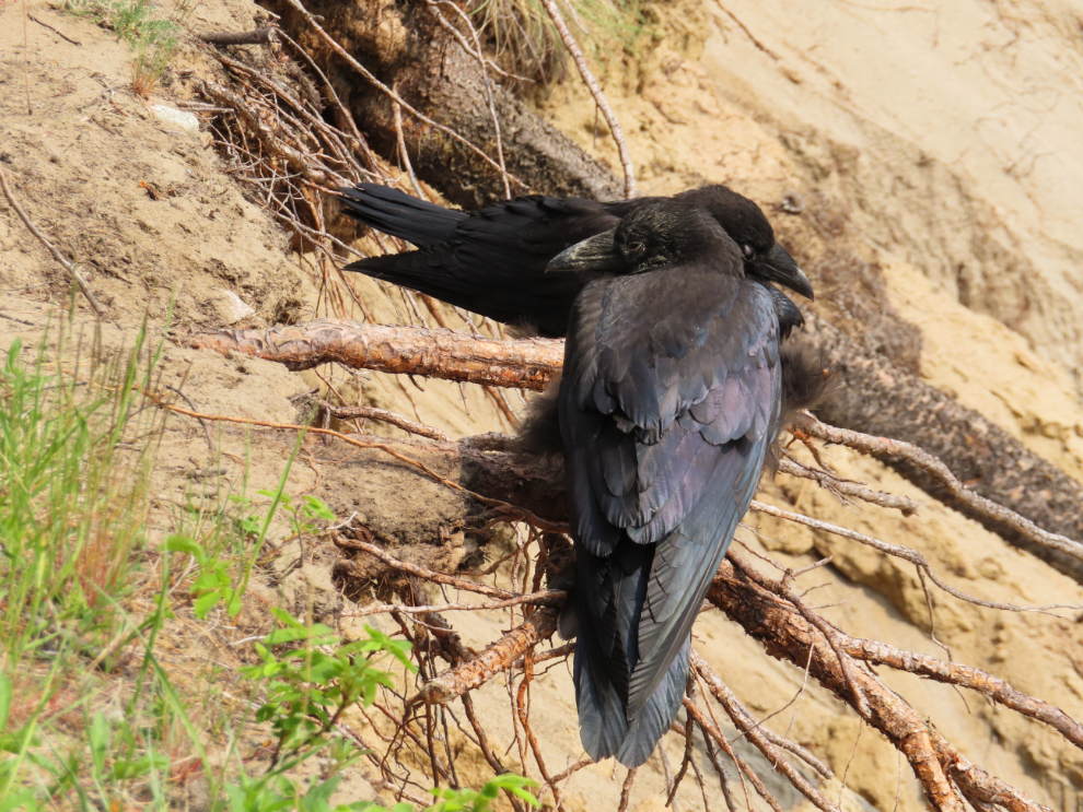 Ravens resting along the airport trail.
