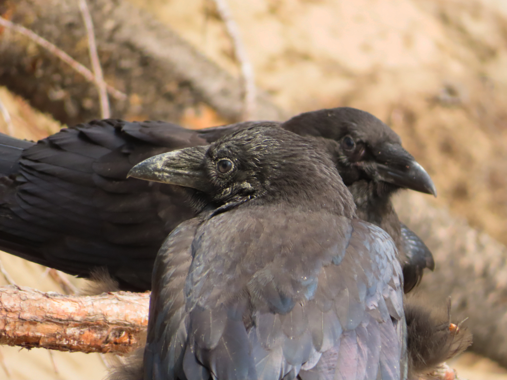 Ravens resting along the airport trail.
