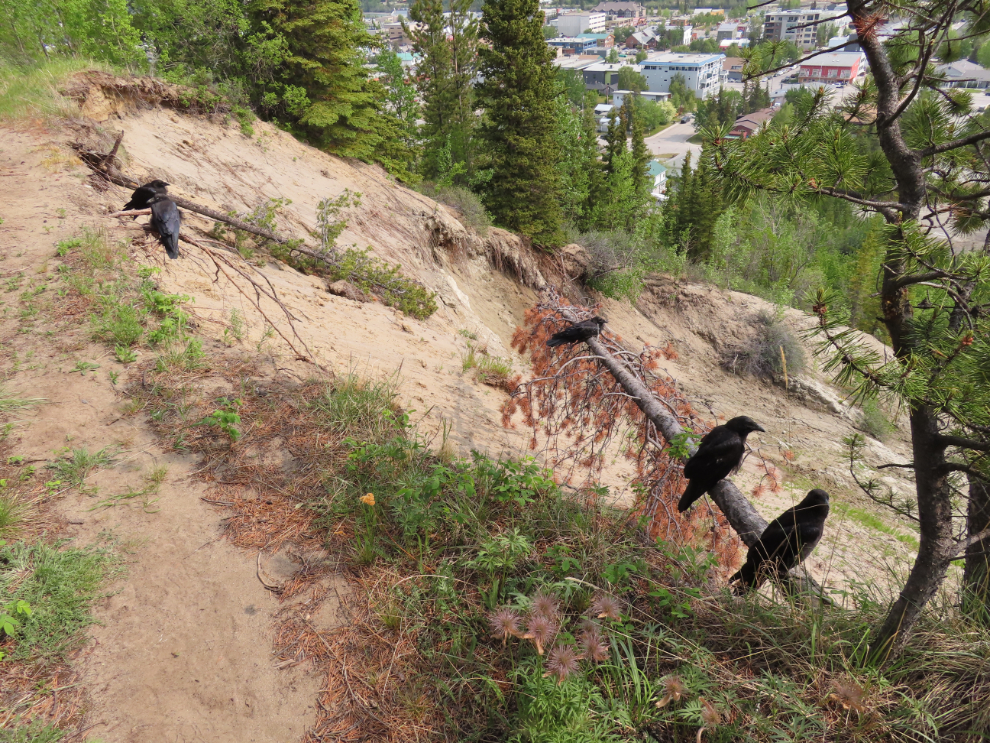Ravens resting along the airport trail.