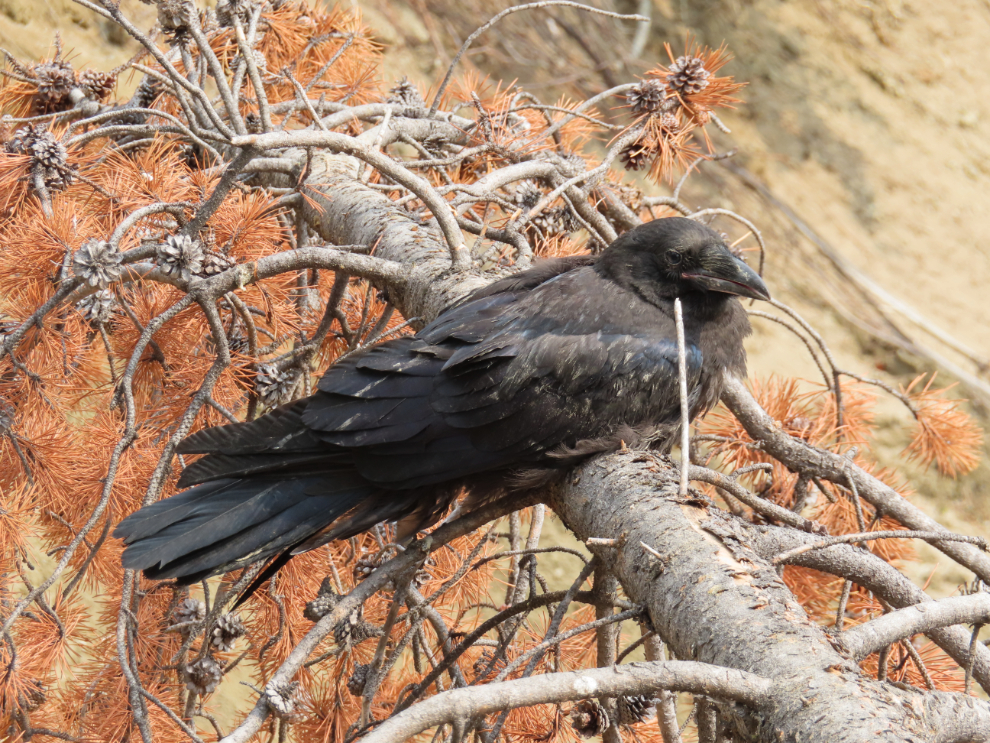 A raven sleeping along the airport trail.