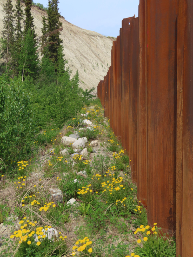 The metal sheet piling wall that was installed along Robert Service Way in 2022 as a slide barrier.