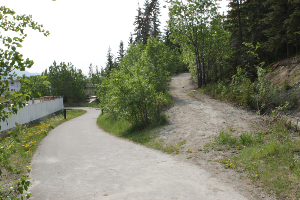 A fork in the East Airport Access Road Trail in Whitehorse, Yukon.