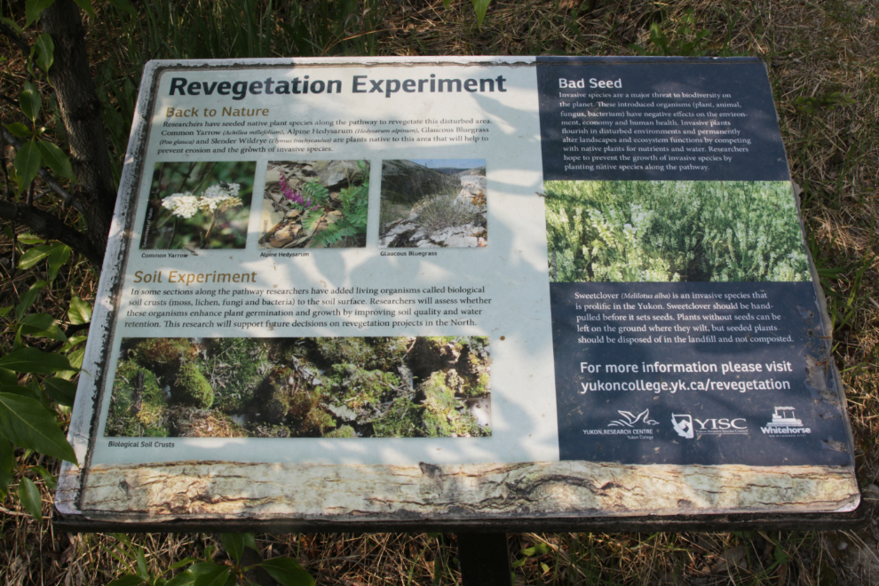 A revegetation experiment along the East Airport Access Road Trail in Whitehorse, Yukon.