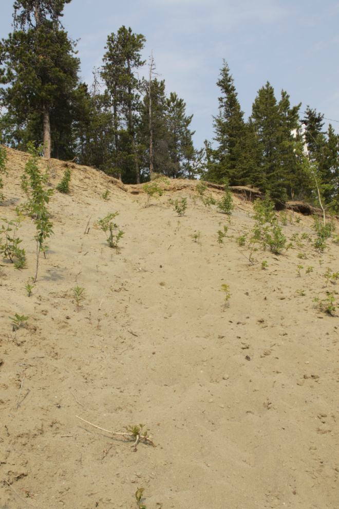An informal trail leads up the escarpment from the East Airport Access Road Trail in Whitehorse, Yukon.