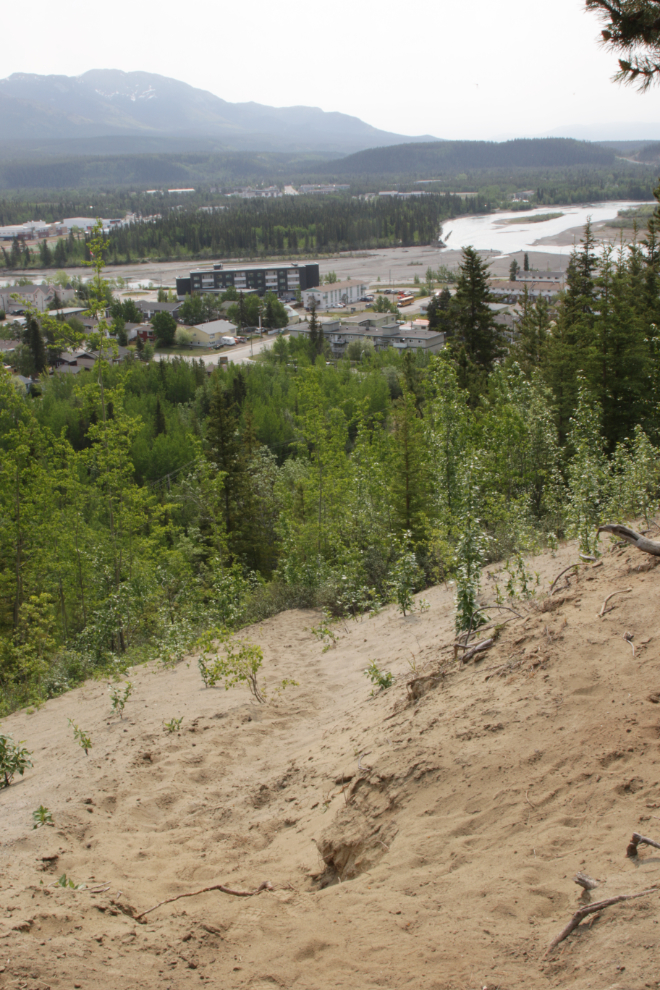 An informal trail leads up the escarpment from the East Airport Access Road Trail in Whitehorse, Yukon.