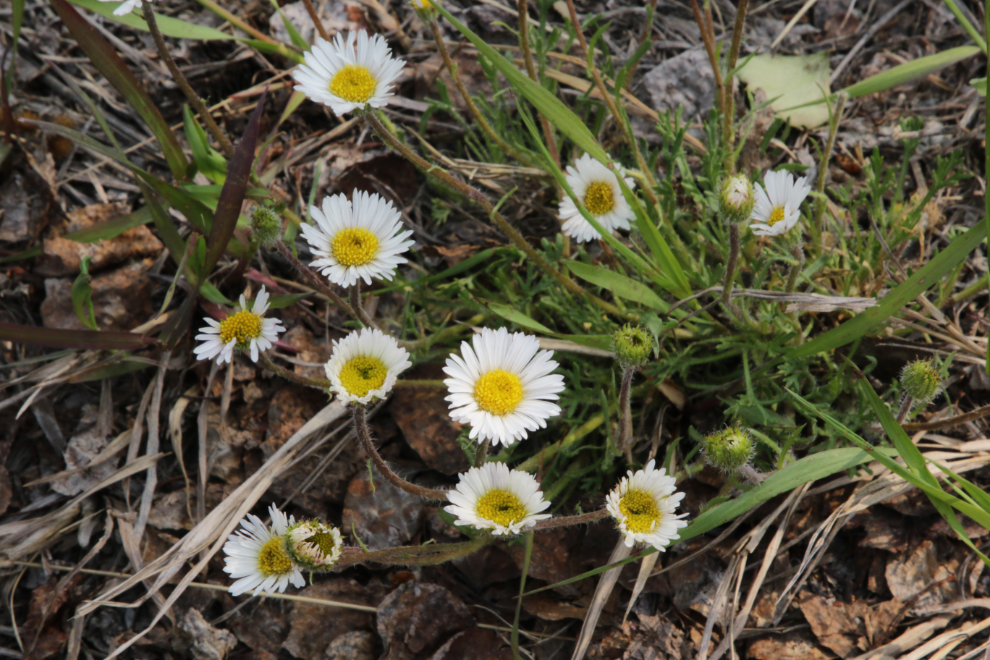 Common daisies (Bellis perennis) along the Whitehorse airport trails.