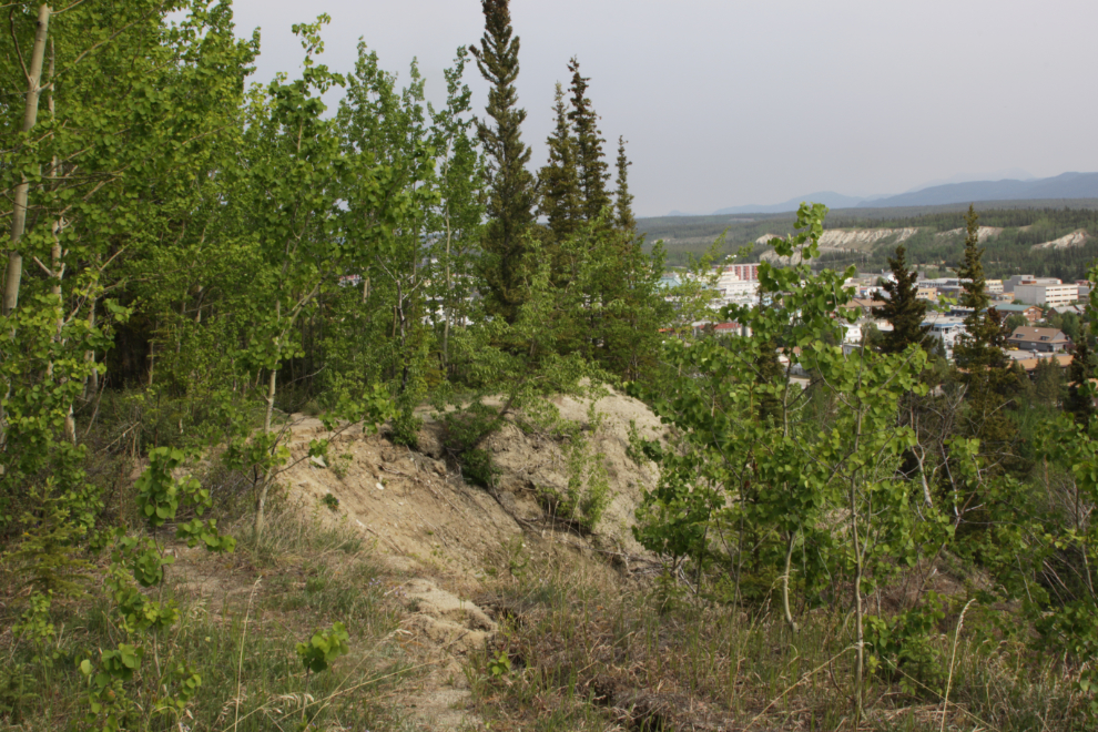 An old slide that took out a section of one of the Whitehorsse airport trails.
