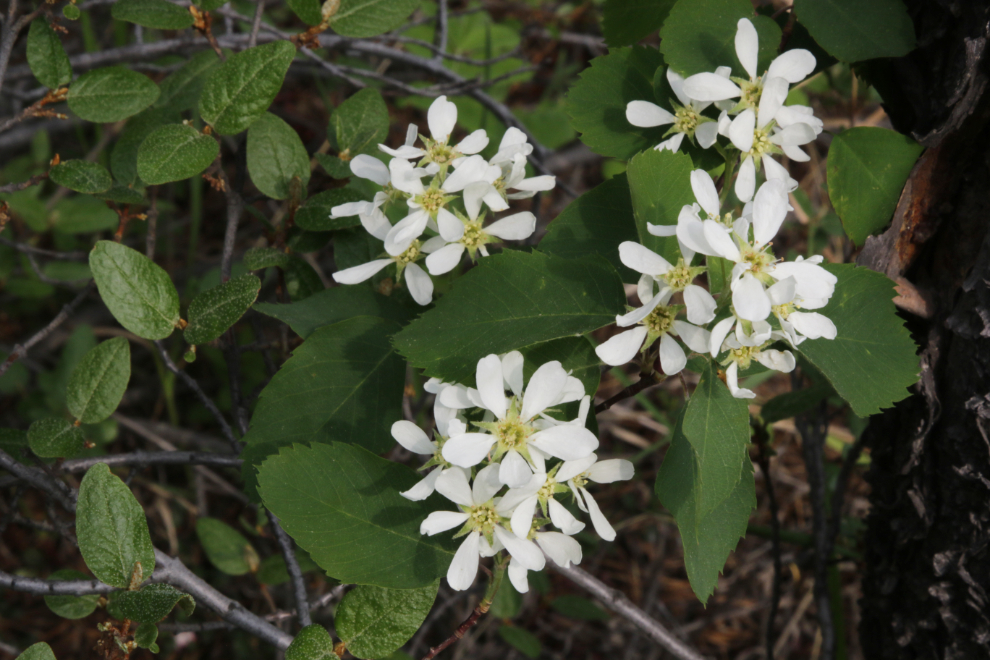Saskatoon, a.k.a. Western serviceberry or shadbush (Amelanchier alnifolia), on one of the Whitehorse airport trails.