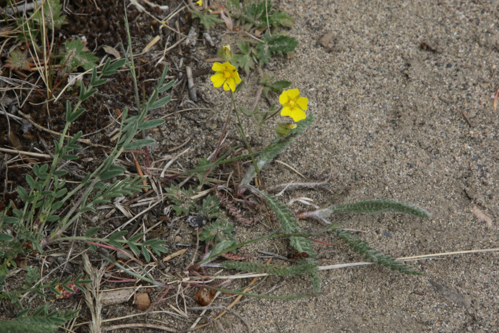 Slender cinquefoil (Potentilla gracilis) on one of the Whitehorse airport trails.
