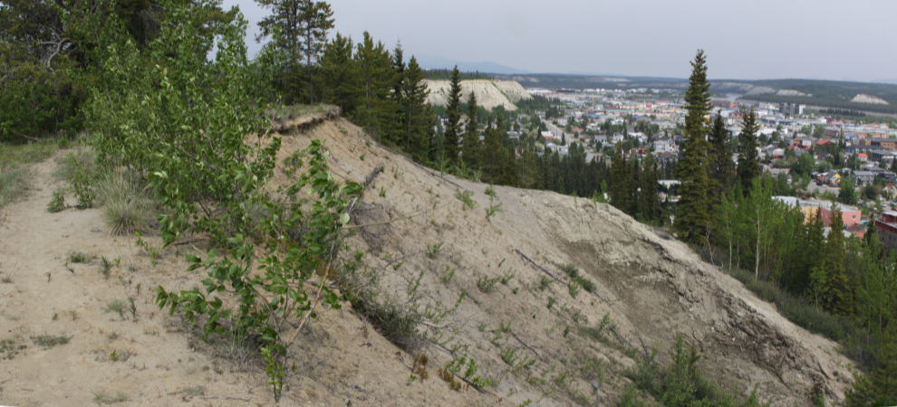 An area of extensive sliding along the Whitehorse airport trails.
