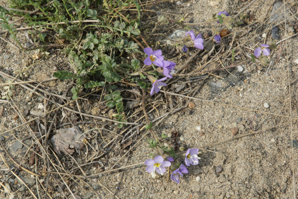 Creeping jacob's ladder (Polemonium reptans) on one of the Whitehorse airport trails.