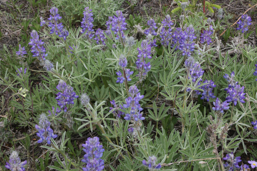 Silky lupine (Lupinus sericeus) on one of the Whitehorse airport trails.