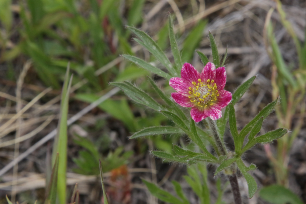 Cutleaf anemone, a.k.a. Hudson Bay anemone (Anemone multifida) on one of the Whitehorse airport trails.