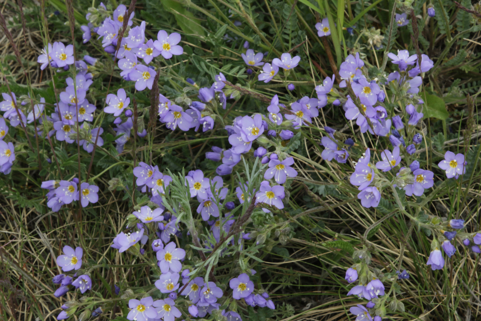 Creeping jacob's ladder (Polemonium reptans) on one of the Whitehorse airport trails.