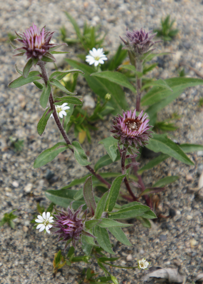 Subalpine fleabane (Erigeron peregrinus) along the Whitehorse airport perimeter trail.