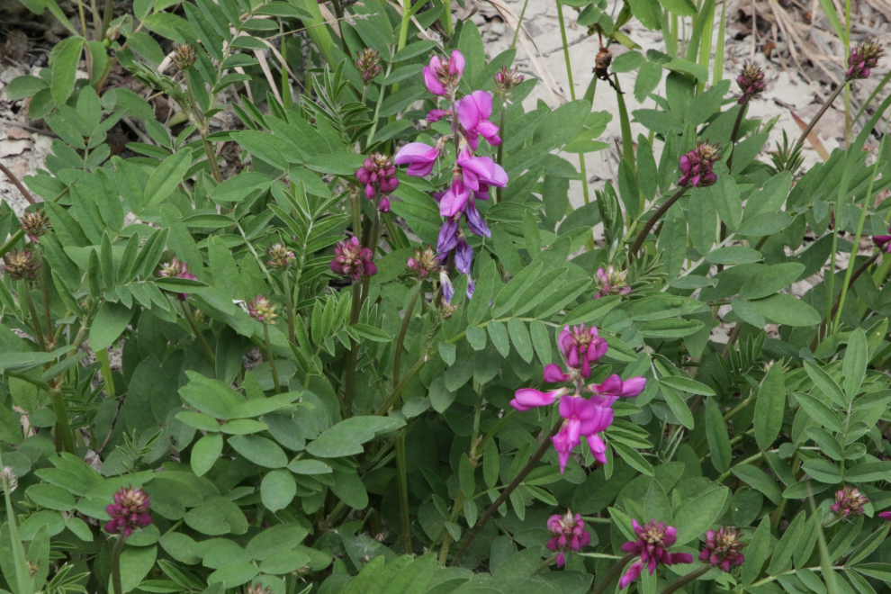 Northern Hedysarum (Hedysarum boreale) in an erosion control experiment at the Black Street Stairs at Whitehorse, Yukon.