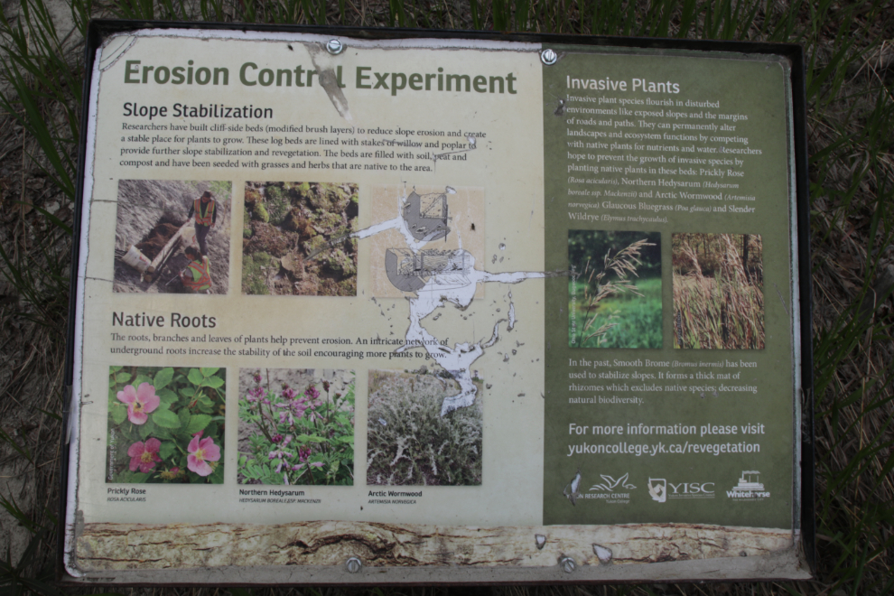 An erosion control experiment at the Black Street Stairs at Whitehorse, Yukon.