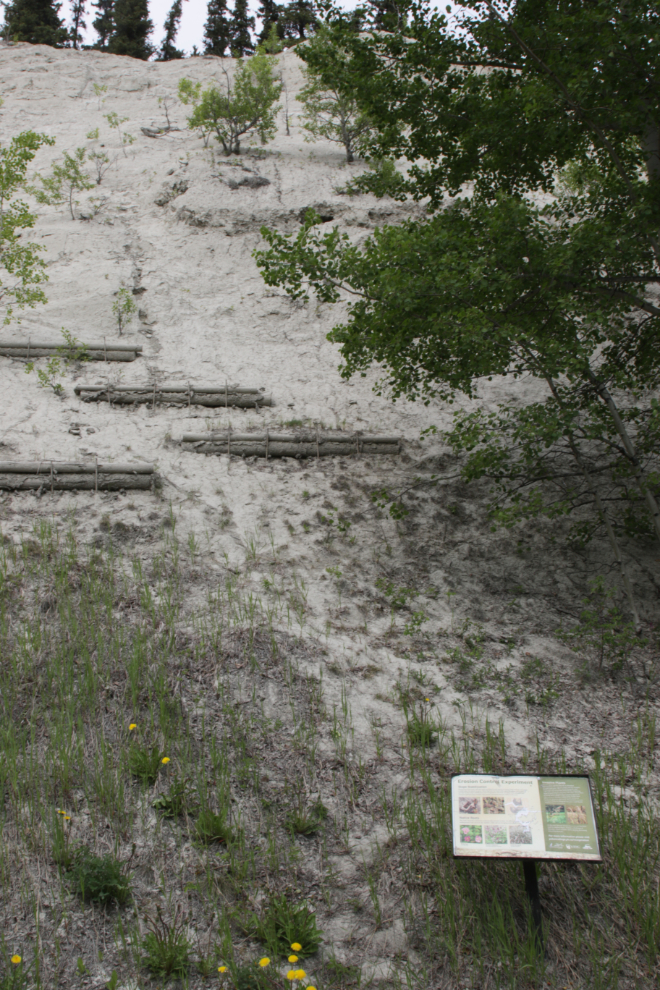 An erosion control experiment at the Black Street Stairs at Whitehorse, Yukon.