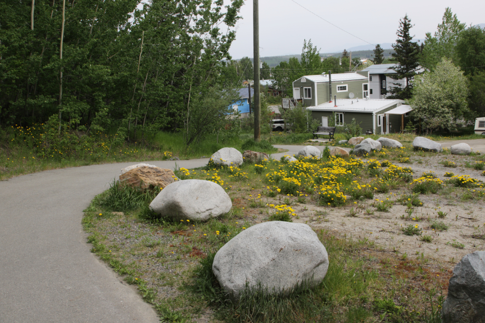 A paved trail along the base of the escarpment at Whitehorse, Yukon.