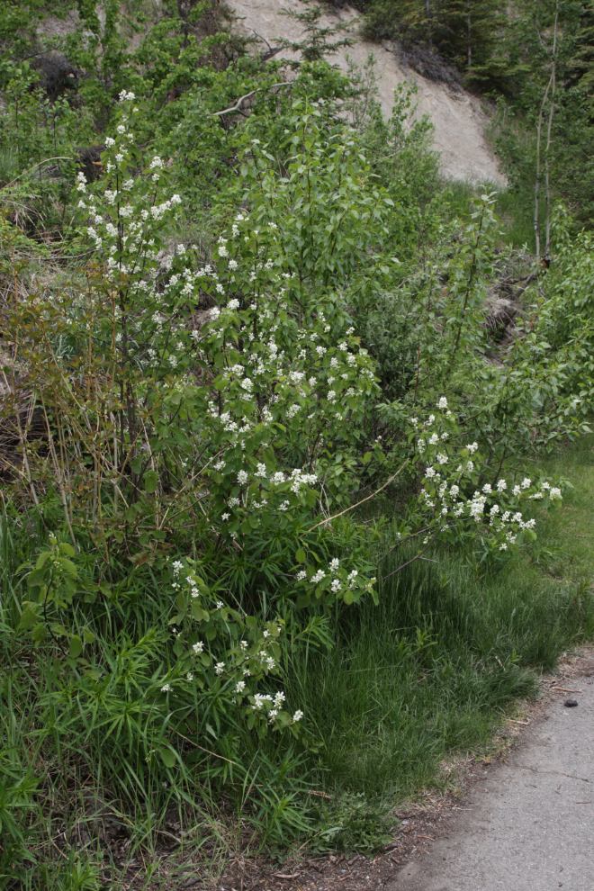 Saskatoons (Amelanchier alnifolia) at Jan Montgomery Park, at the base of the escarpment at Whitehorse, Yukon.