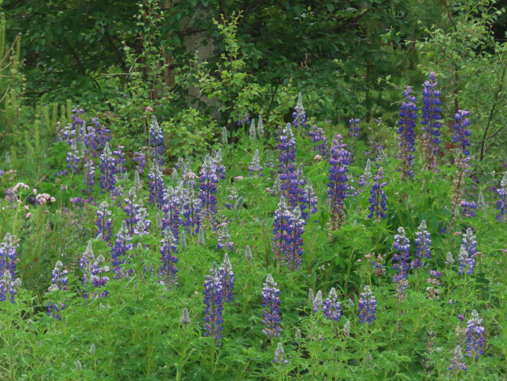 Lupines at Bjorli Station on the route of the Golden Train at Aldalsnes, Norway.