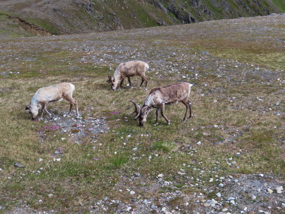 Reindeer between Honningsvag and Nordkapp, Norway.