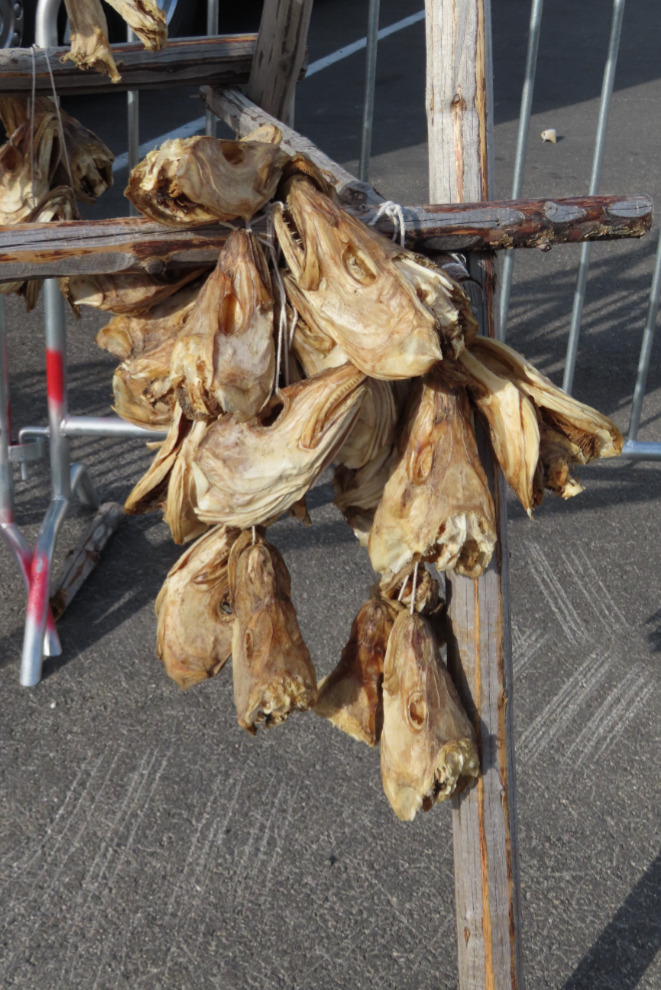 Dried fish heads hanging at Honningsvag, Norway.