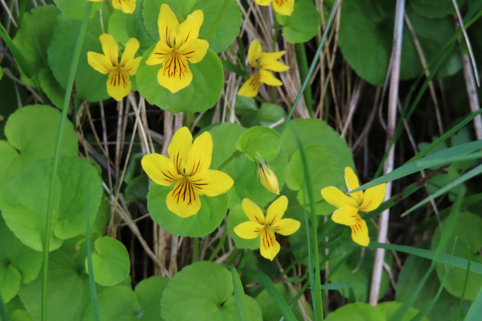 Wildflowers along a walking trail up the mountain at Hammerfest, Norway.