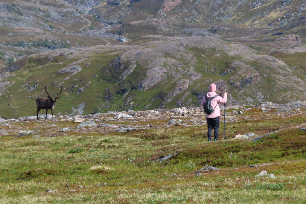 Meeting a reindeer while hiking above Hammerfest, Norway.
