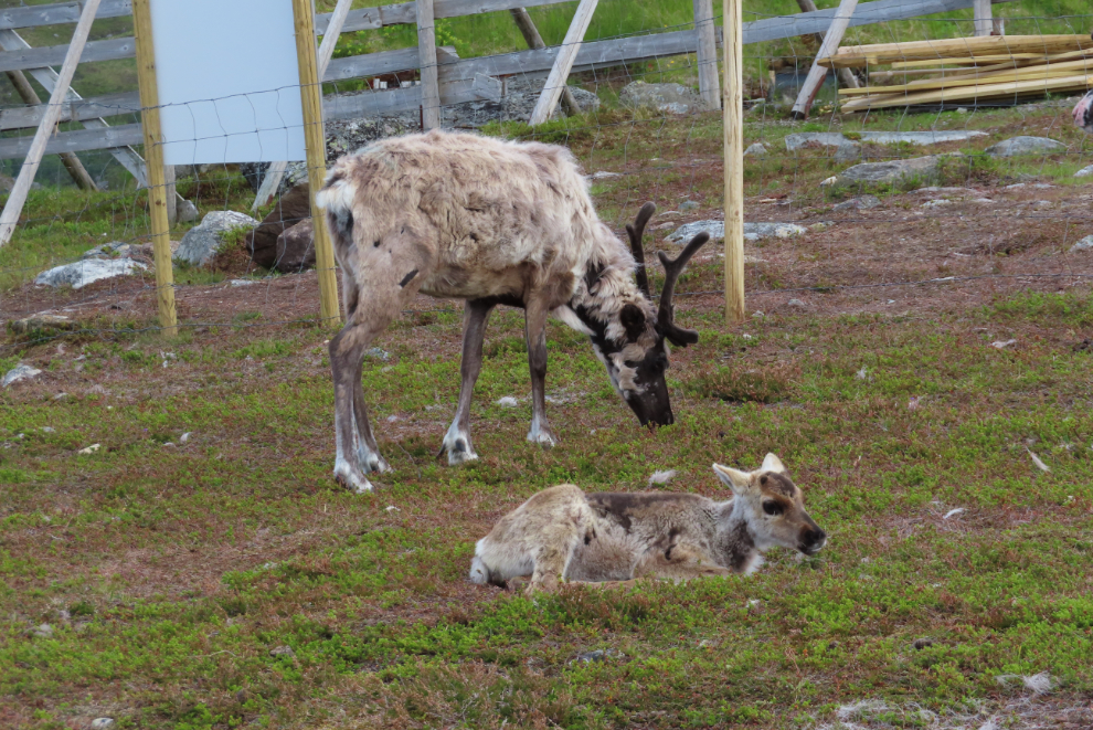 A reindeer and her calf at a Sami cultural camp above Hammerfest, Norway.