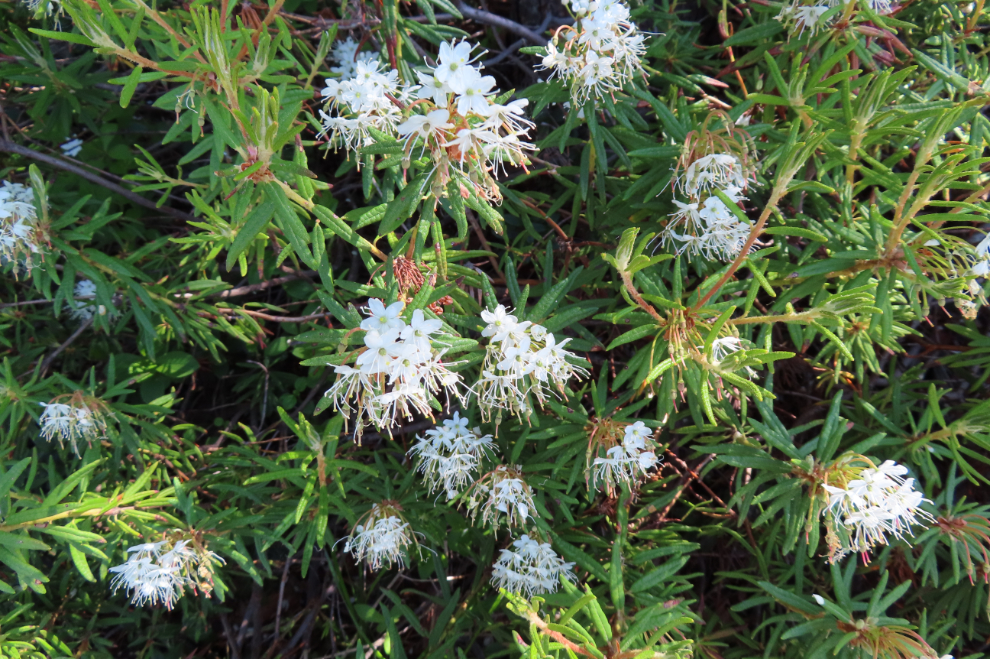 Labrador tea wildflowers at the World Heritage Rock Art Centre - Alta Museum, Norway.