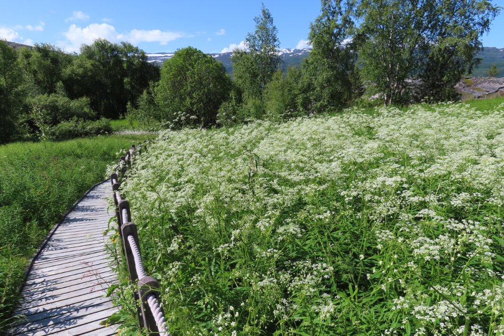 Wildflowers at the World Heritage Rock Art Centre - Alta Museum, Norway.
