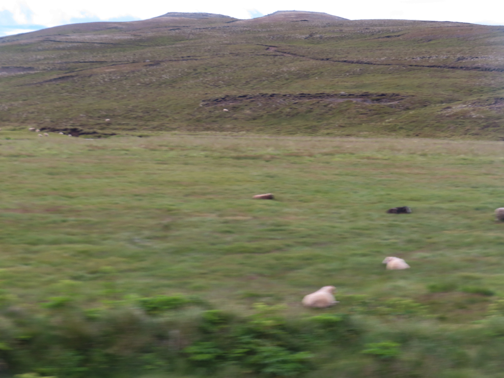 A sheep farm near Husavik, Iceland.