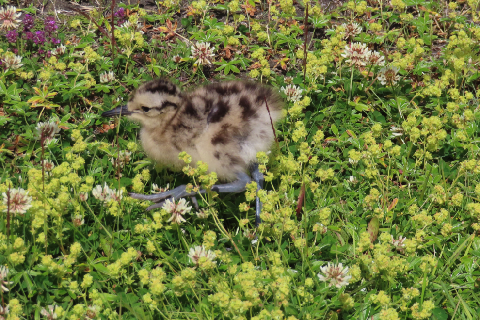 A chick at Godafoss, Iceland.