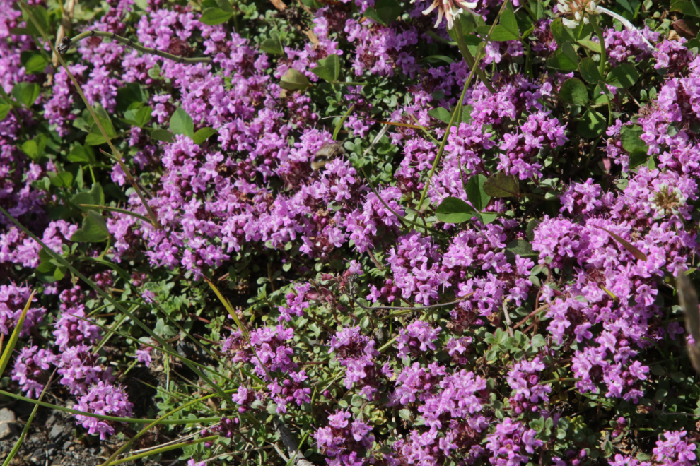 Wildflowers at Godafoss, Iceland.