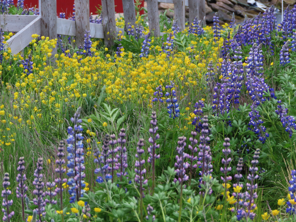 Wildflowers at Qaqortoq, Greenland.