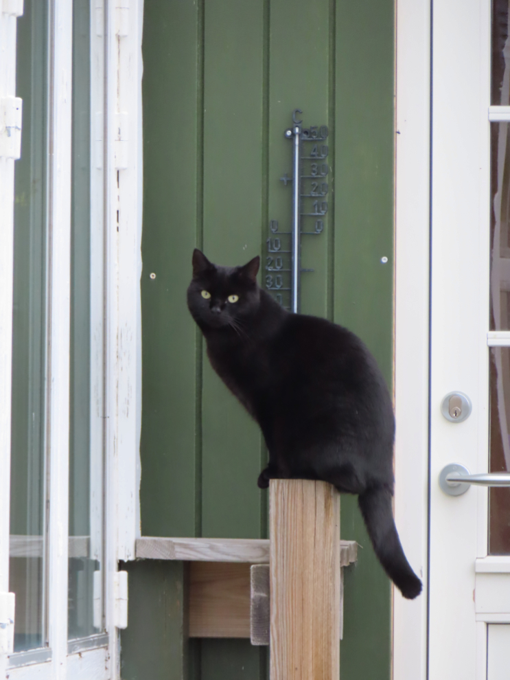 One of the rare cats at Qaqortoq, Greenland.