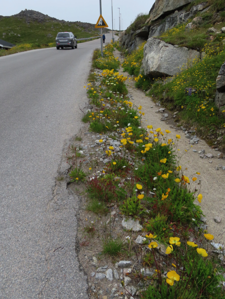 Wildflowers at Qaqortoq, Greenland.